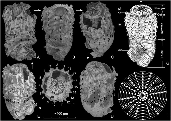 Рис. 3. Морфология Eopriapulites sphinx