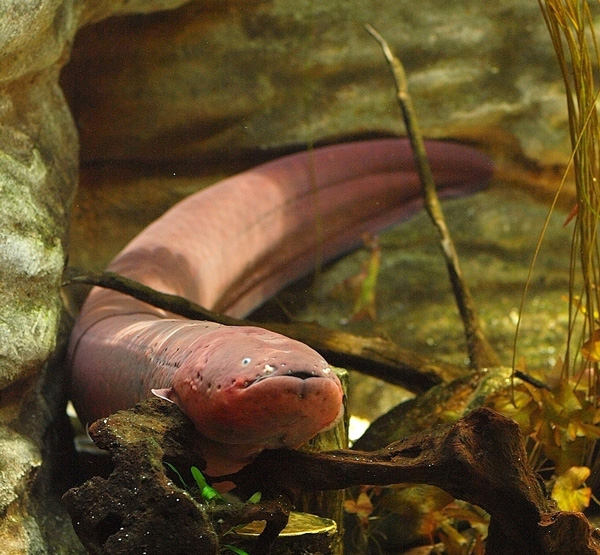 Электрический угорь имеет самые специализированные электрические органы, они протягиваются почти по всей длине его тела и могут генерировать разряд примерно в 600 вольт. Теперь стала известна генетическая база их работы