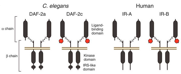 Строение аналогичных инсулиновых рецепторов и их изоформ со вставками у нематоды и человека