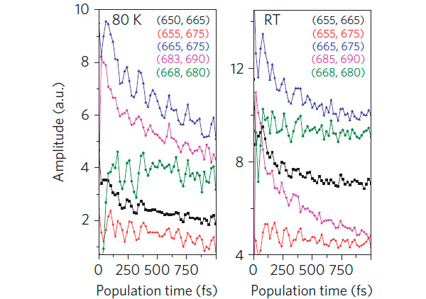 Рис. 2. По данным измерений квантовая когерентность длится дольше пикосекунды