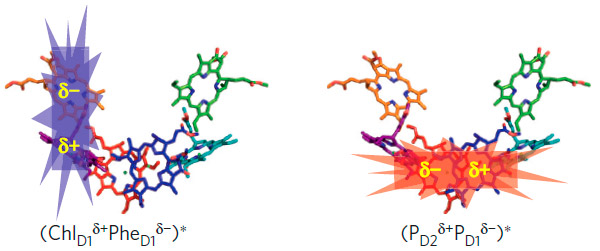 Рис. 3. Два примера локализованных электронных возбуждений в фотосистеме II