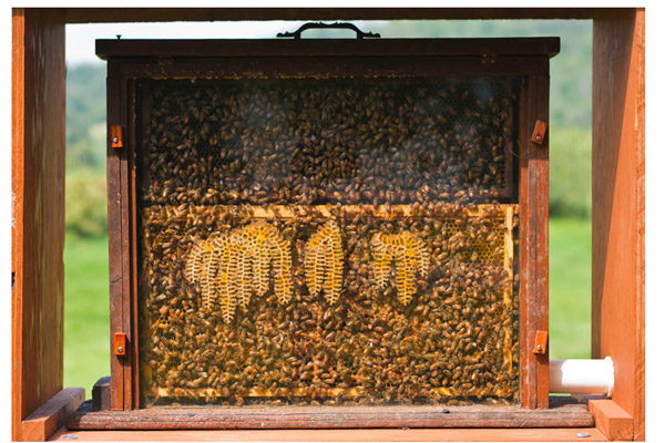 Рис. 2. Улей для наблюдений за пчелами