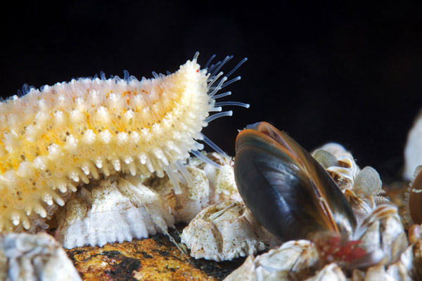 Рис. 1. Амбулакральные ножки морской звезды Asterias rubens