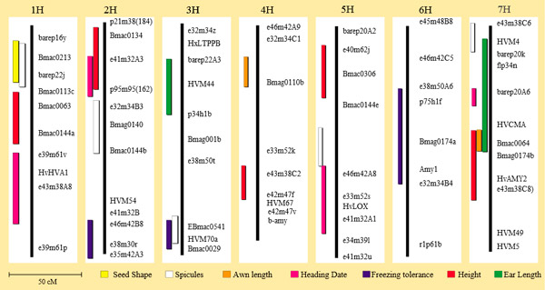 Рис. 2. Семь хромосом ячменя