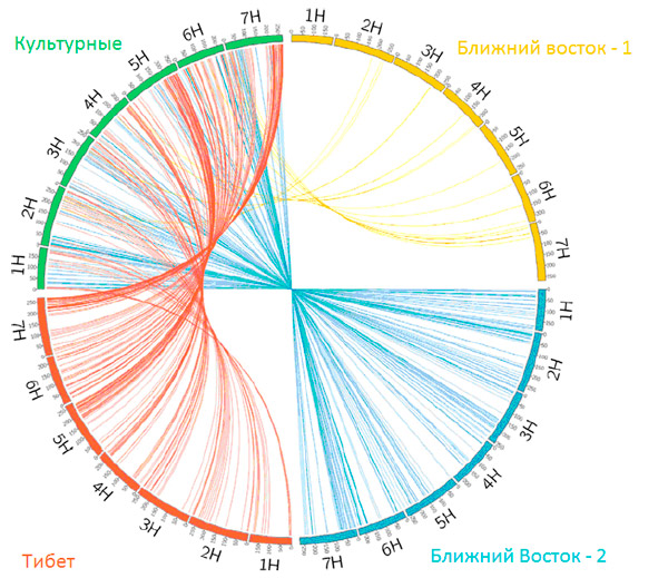 Рис. 3. Диаграмма сходства участков геномов разных культур ячменя