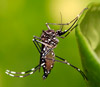Желтолихорадочный комар <i>Aedes aegypti</i>