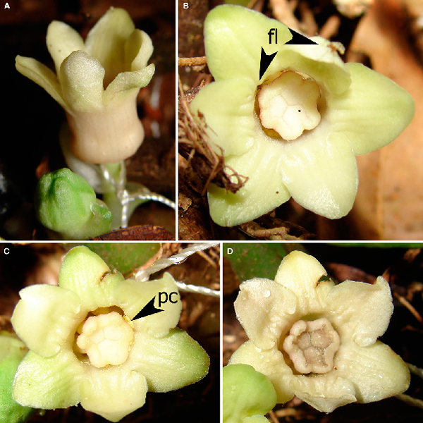 Рис. 1. Стадии цветения A. xuansonensis