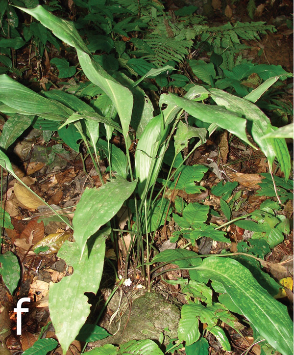 Рис. 2. Внешний вид Aspidistra xuansonensis