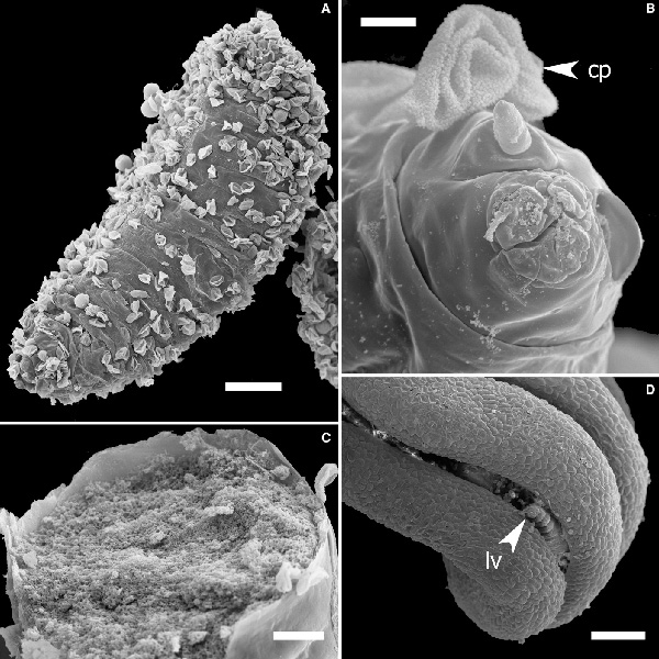Рис. 4. Личинки галлиц из цветков Aspidistra xuansonensis