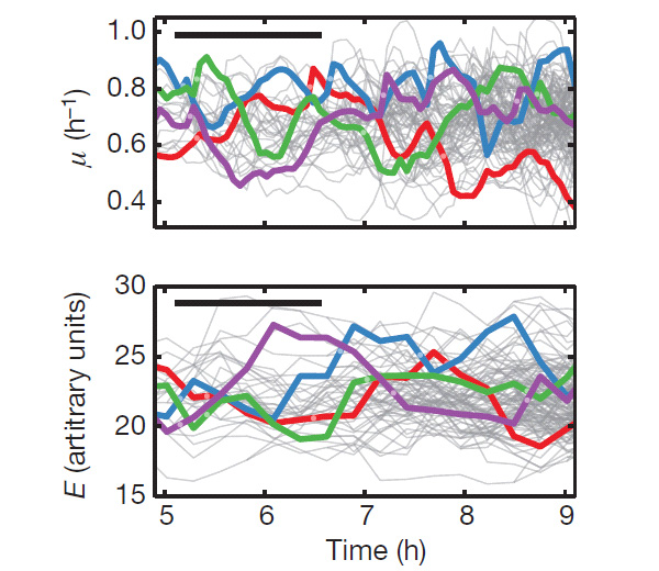 Рис. 2. Хаотические колебания мгновенной скорости роста клеток ( вверху) и концентрации ферментов катаболизма лактозы (внизу)