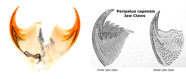 Рис. 4. Коготки и челюсти онихофор