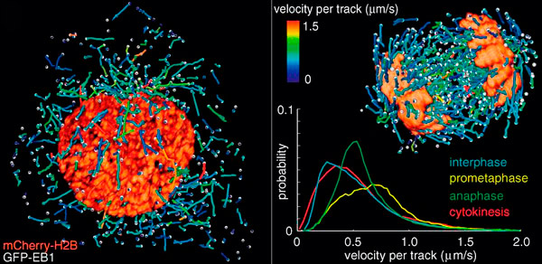 Рис. 2. Кадры из видео, показывающего клеточное деление