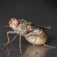 Муха цеце Glossina morsitans