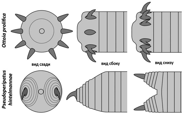 Рис. 6. Сравнение задних концов Ottoia prolifica и Pseudoperipatus hintelmannae