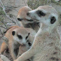 Жизнь в сообществах: формула счастья