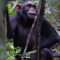 Молодая самка шимпанзе с палочкой-куклой. Фото из дополнительных материалов к обсуждаемой статье в Current Biology