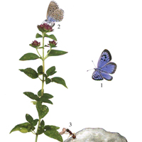 Рис. 1. Жизненный цикл бабочки Maculinea arion