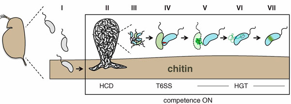 Рис. 1. Убийство конкурентов и присвоение их генов холерными вибрионами