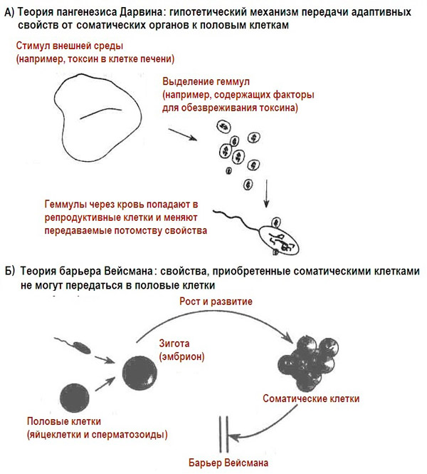 Рис. 1. Схематические изображения теорий пангенезиса Дарвина и барьера Вейсмана