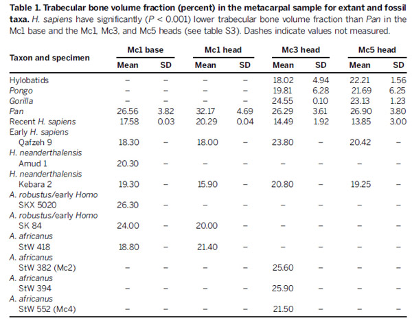 Данные по объему губчатой костной ткани