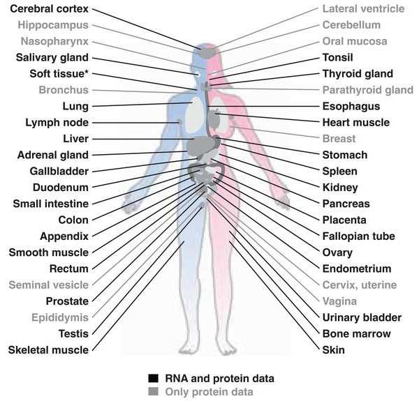 Ткани и органы, для которых составлены списки белков и оценено их относительное количество