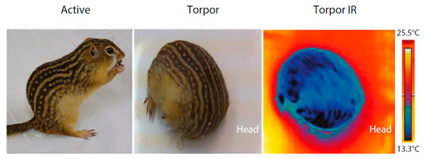 <b>Рис. 1.</b> Активный суслик, спящий суслик и ИК-снимок спящего суслика