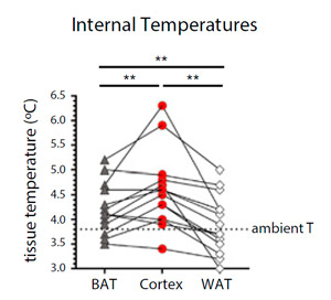 Рис. 3. Температуры бурого жира (BAT), коры головного мозга (Cortex) и белого жира (WAT) у сусликов, впавших в спячку