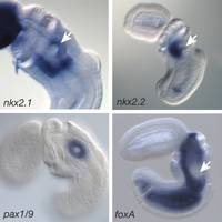 Рис. 1. Представители полухордовых Saccoglossus kowalevskii с прямым развитием и Ptychodera flava с планктонной личинкой и схема жизненного цикла обоих видов