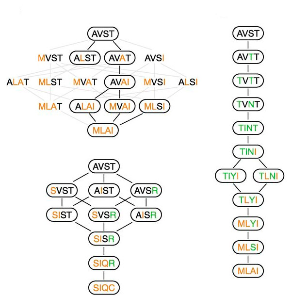 Рис. 3. Кратчайшие разрешенные эволюционные пути от AVST