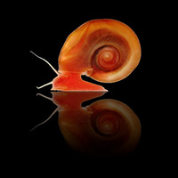 Амеба Capsaspora owczarzaki и улитка Biomphalaria glabrata