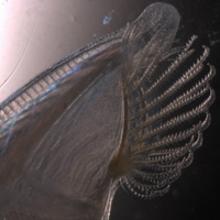 Голова ланцетника Branchiostoma floridae, увеличенная в 15 раз, с хордой (нервным тяжем и мускулатурой, которые прекрасно видны сквозь прозрачное тело); а щупальца, окружающие рот, состоят из хрящеподобных клеток
