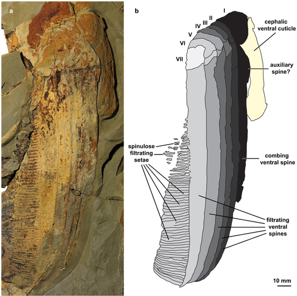 Рис. 2. Приротовая членистая конечность эгирокассиса
