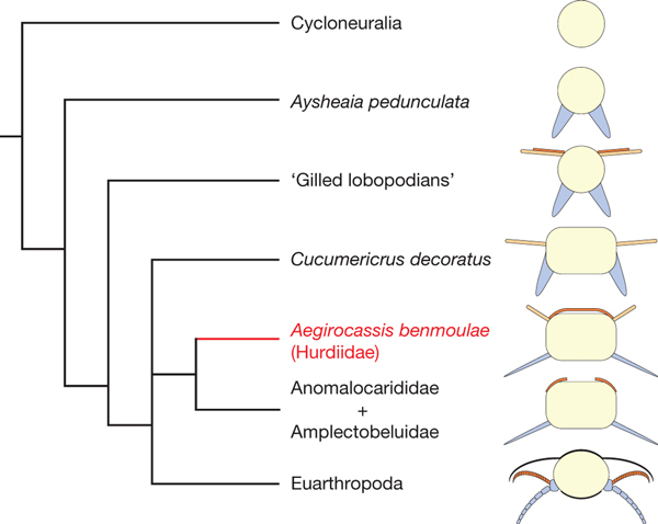 Рис. 5. Упрощенное эволюционное дерево надтипа Ecdysozoa, показывающее родственные связи круглых и головохоботных червей (Cycloneuralia), типичных лобопод (Aysheaia), «лобопод с жабрами», таких как Pambdelurion (‘Gilled lobopodians’), различных аномалокарид и настоящих членистоногих (эуартропод)