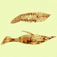 Рис. 1. Миграция и дифференциация нервного гребня у мыши