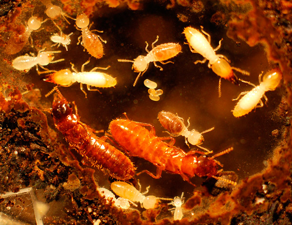 <b>Рис. 1.</b> Лабораторная колония термитов