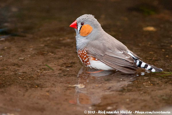 Рис. 2. Зебровая амадина (Taeniopygia guttata)