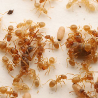 Царица L. flavus, разорванная собственными рабочими, которых на нее науськала самка-узурпаторша L. orientalis