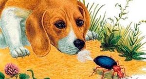 В. Бианки «Первая охота»