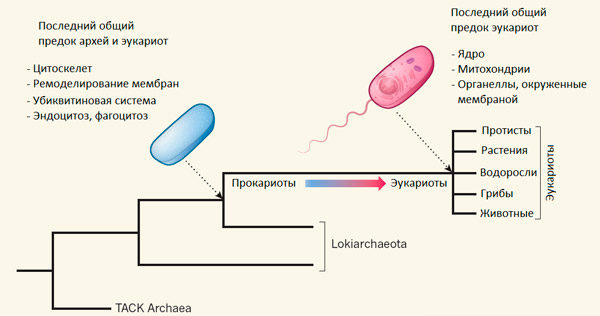 <b>Рис. 1.</b> Положение локиархей (Lokiarchaeota) на эволюционном дереве