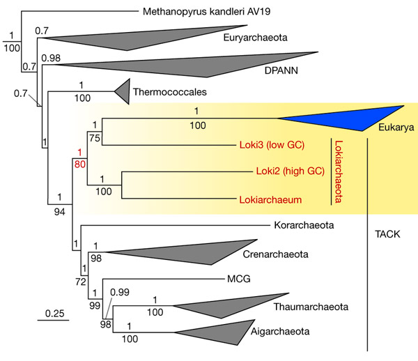 Рис. 3. Эволюционное дерево архей, основанное на последовательностях 36 консервативных белков