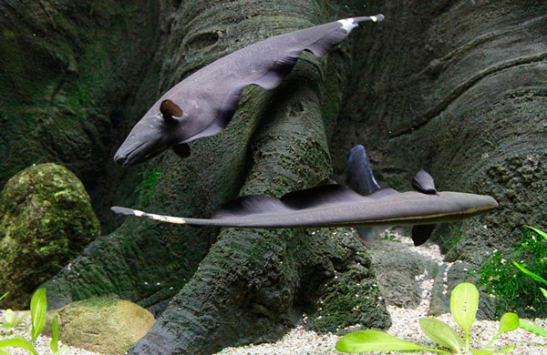 Черная ножетелка