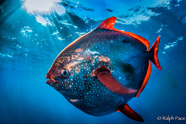 <b>Рис. 1.</b> Красноперый опах