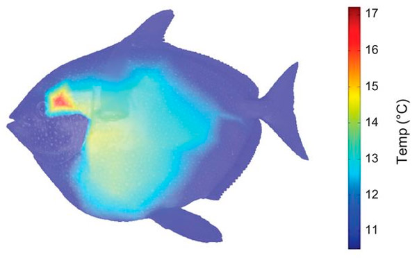 Рис. 2. Температурная карта одной из вытащенных на палубу рыб