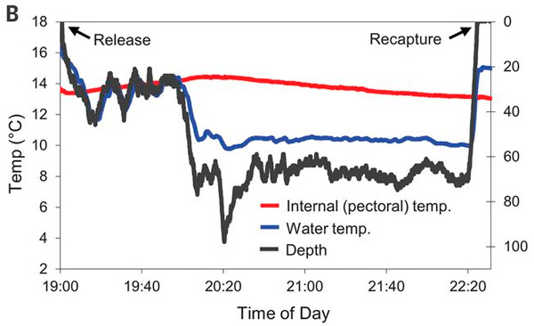 Рис. 3. Динамика температуры мышцы грудного плавника