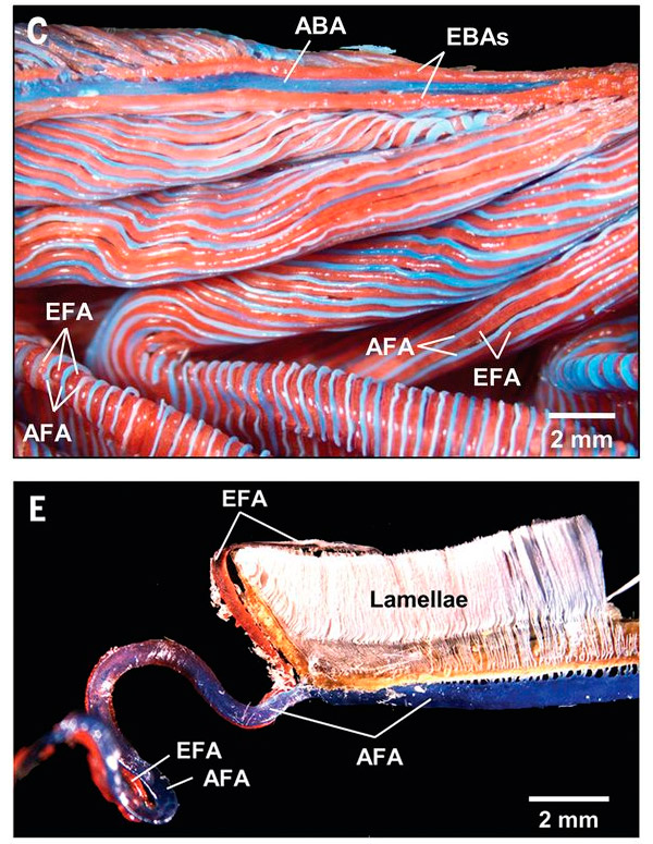 Рис. 4. Расположение сосудов в жаберных элементах солнечной рыбы
