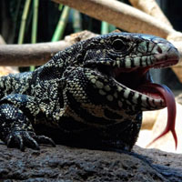 Горячие ящерицы