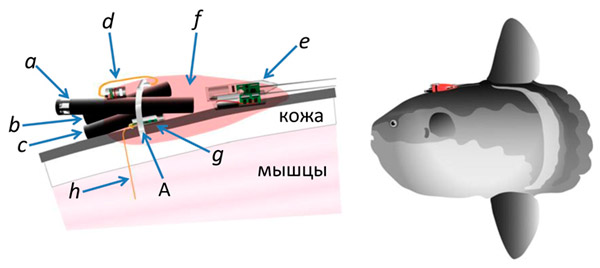 Рис. 2. Схема капсулы с приборами и ее размещение на спине луны-рыбы