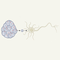 Графическое представление выводов из обсуждаемой работы