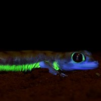 Геккон светится