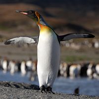 Aptenodytes patagonicus